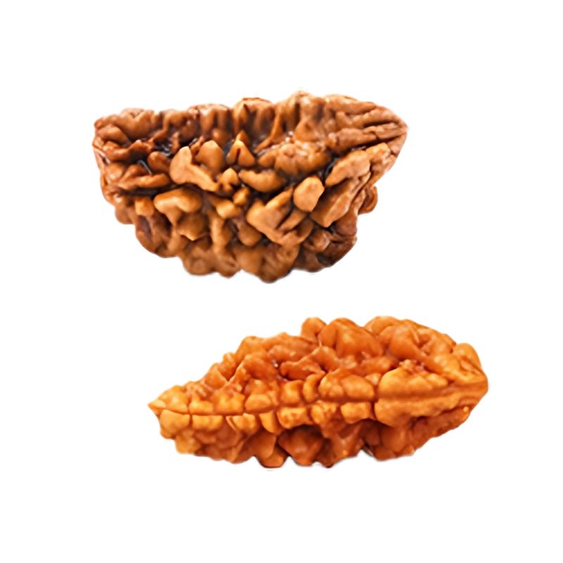 Energised Rudraksha (1–14 Mukhi) – Authentic & Vedic Ritualised from Kashi
